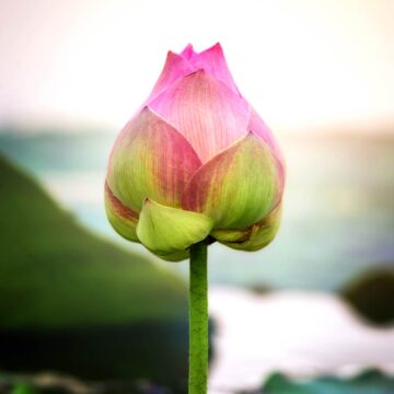 Wellnessmassage Massage Saland Rapperswil